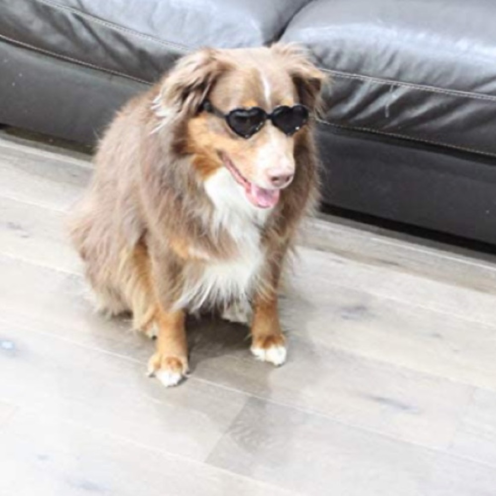 ✨NEW Heart Shaped Dog Sunglasses - Picture 3 of 6